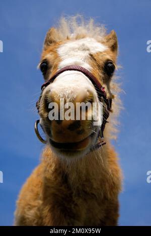 Ein junges Fohlen schaut nach unten Stockfoto