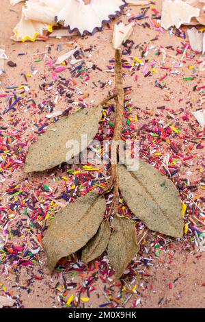 Trockene Blätter inmitten Farbe Bleistift rasieren Stockfoto