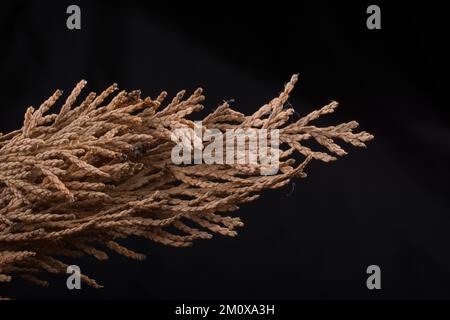 Ein separates trockenes Blatt der Herbstzeit Stockfoto