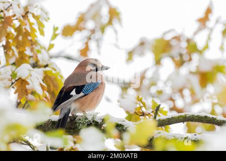 Eurasischer jay (Garrulus glandarius) auf Zweig einer englischen Eiche (Quercus robur), schneebedeckte Zweige und Blätter, Hessen, Deutschland, Europa Stockfoto