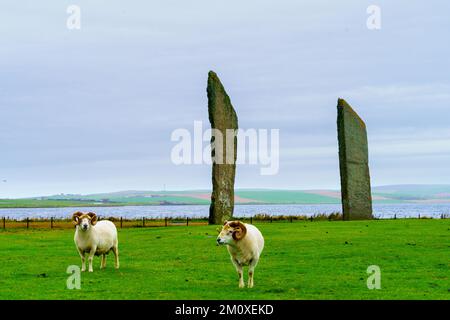 Blick auf die Standing Stones of Stenness mit Schafen auf den Orkney Islands, Schottland, Großbritannien Stockfoto