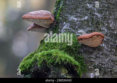 Fomitopsis betulina oder Piptoporus betulinus, die am Stamm eines reifen Birkenbaums in einer gemischten Waldvegetation wachsen. Auch bekannt als Birkenpolypore Stockfoto