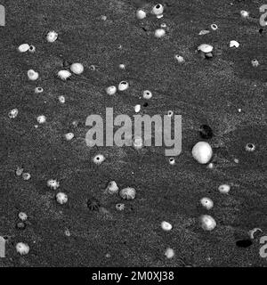 Schwarzweiß-Fotografien von Muscheln im Sand am Strand an der Westküste der Isle of Anglesey, North Wales, Großbritannien, Herbst. Stockfoto