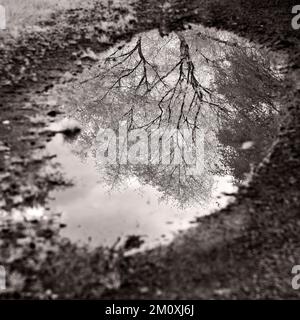 Infarkt-Bild Puddle-Gesicht, Reflexion von Baumzweigen und Blättern in der Pfütze auf dem Fußweg im alten Oak Woodland in AONB in Cannock Chase, Staffordshire Stockfoto