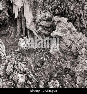 Schwarz-Weiß-Bild der Baumrinde der antiken Eiche im Wald ein ehemaliger mittelalterlicher königlicher Jagdwald mit Leben und Überresten von Sesseleiche Stockfoto