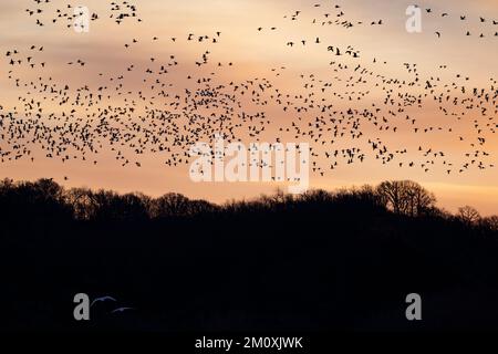 Sanfter Sonnenaufgang im Winter mit Schneegänsen im Flug über das Loess Bluffs National Wildlife Refuge in Missouri Stockfoto