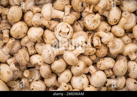 Ein Blick von oben auf einen Haufen frischer und leckerer Pilze Stockfoto