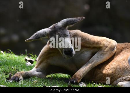 Der Zoo ist eine Känguru-Art, die im Rahmen eines Artenschutzprogramms in seinem Lebensraum gesehen wird. Im Chapultepec Zoo sind 1803 Tiere gefangen. (Kreditbild: © Carlos Tischler/Eyepix über ZUMA Press Wire) Stockfoto