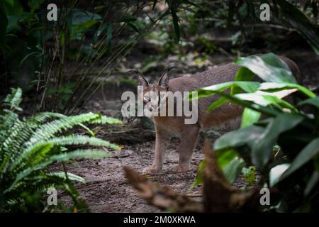 Eine Nahaufnahme des wunderschönen wilden Karakals im tropischen Wald Stockfoto