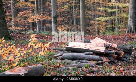 Bäume schneiden, Wintervorbereitungen im Wald, Stümpfe in Reihen, Bäume im Herbst schneiden, mit Platz und Beschriftungsbereich Stockfoto