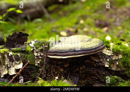 Pilze auf der Rinde eines mit Moos bedeckten Baumes. Nahaufnahme. Polypore oder Chaga auf einem Baumstamm, im Wald an einem Sommertag. Alternativmedizinisches Konzept, Pilzbehandlung. Stockfoto