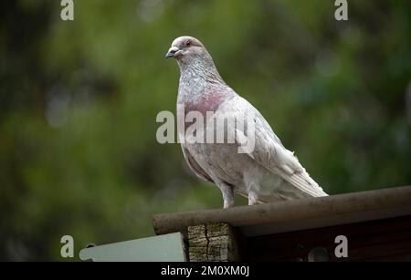 Rock Dove (Columba livia) aus nächster Nähe in Sydney, NSW, Australien (Foto: Tara Chand Malhotra) Stockfoto