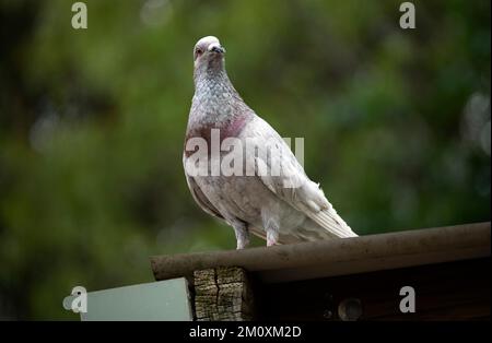 Rock Dove (Columba livia) aus nächster Nähe in Sydney, NSW, Australien (Foto: Tara Chand Malhotra) Stockfoto