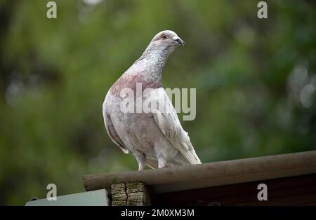 Rock Dove (Columba livia) aus nächster Nähe in Sydney, NSW, Australien (Foto: Tara Chand Malhotra) Stockfoto