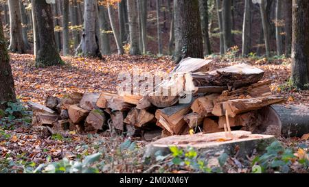 Bäume schneiden, Wintervorbereitungen im Wald, Stümpfe in Reihen, Bäume im Herbst schneiden, mit Platz und Beschriftungsbereich Stockfoto