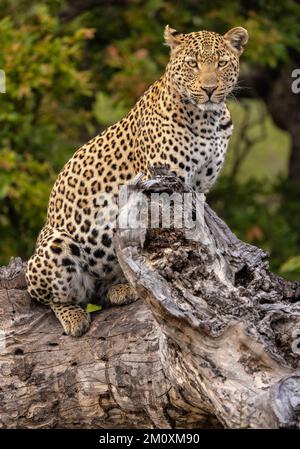 Weibliche Leoparden gehen in ihrem Territorium Südafrika Stockfoto