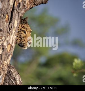 Weibliche Leoparden gehen in ihrem Territorium Südafrika Stockfoto