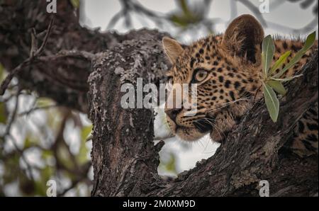 Weibliche Leoparden gehen in ihrem Territorium Südafrika Stockfoto