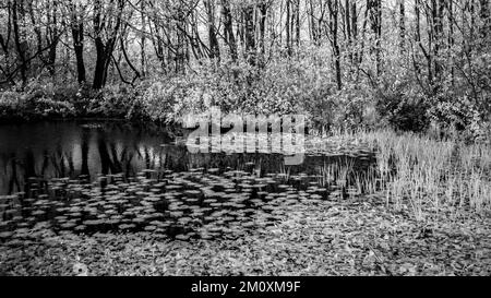 Kunstfoto: Waldlandschaft in wunderschönem Licht am späten Abend mit Bildern von Bäumen in Schwarz und Weiß, eine schöne Kunstaufnahme der Natur im Sommer, Stockfoto