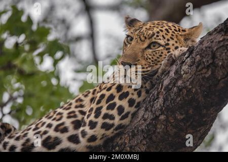 Weibliche Leoparden gehen in ihrem Territorium Südafrika Stockfoto