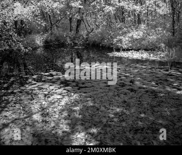 Kunstfoto: Waldlandschaft in wunderschönem Licht am späten Abend mit Bildern von Bäumen in Schwarz und Weiß, eine schöne Kunstaufnahme der Natur im Sommer, in t Stockfoto