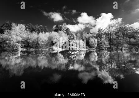 Schwarzweißfoto mit Reflexionen am Horsepasture Pool in Spring auf Cannock Chase AONB Area of Outstanding Natural Beauty in Staffordshire Stockfoto