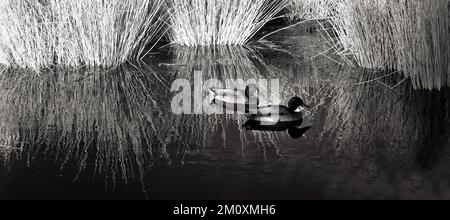 Bildende Kunst Schwarz-Weiß-Fotografie von zwei wilden Enten auf dem Wasser in starkem Abendlicht auf Cannock Chase AONB Stockfoto