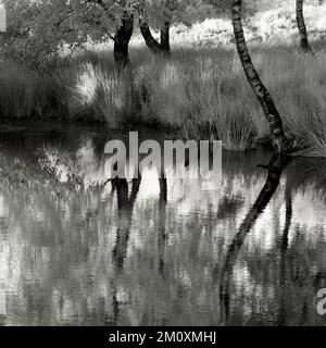 Schwarz-Weiß-Fotografie der Reflexionen der Bäume am Womere Pool in Cannock Chase AONB Area of Outstanding Natural Beauty in Staffordshire, England Stockfoto