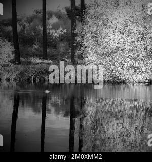 Schwarzweißfoto von On Cannock Chase AONB Area of Outstanding Natural Beauty Stockfoto