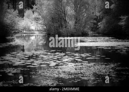 Künstlerische Fotografie von Reflexionen auf einem Waldteich, aufgenommen in der Landschaft und im Wald in einem Gebiet von außergewöhnlicher natürlicher Schönheit auf Cannock Chase Stockfoto