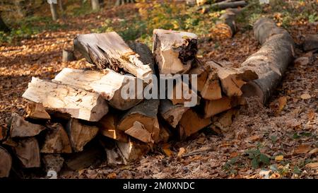 Bäume schneiden, Wintervorbereitungen im Wald, Stümpfe in Reihen, Bäume im Herbst schneiden, mit Platz und Beschriftungsbereich Stockfoto