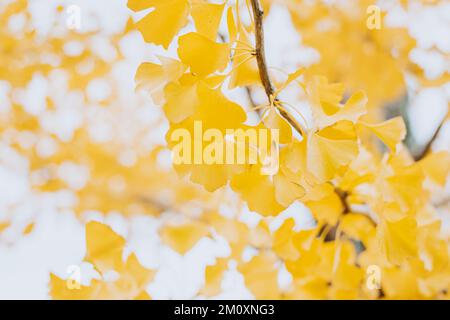 Ginkgo-biloba-Ast mit gelben Blättern in einem Garten. Hintergrund Herbst. Selektiver Fokus. Stockfoto