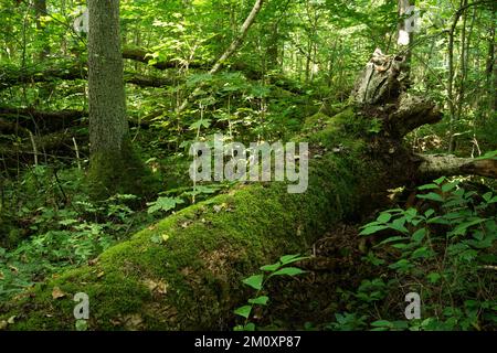 Ein üppiger, alter Laubwald mit viel Totholz an einem Sommertag im Norden Lettlands Stockfoto