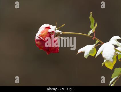 Berlin, Deutschland. 03.. Dezember 2022. 03.12.2022, Berlin. Schnee liegt auf einer Rose, die an einem grauen, kalten Dezembertag noch nicht verblasst ist. Kredit: Wolfram Steinberg/dpa Kredit: Wolfram Steinberg/dpa/Alamy Live News Stockfoto