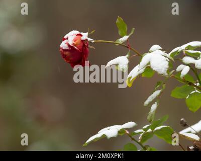 Berlin, Deutschland. 03.. Dezember 2022. 03.12.2022, Berlin. Schnee liegt auf einer Rose, die an einem grauen, kalten Dezembertag noch nicht verblasst ist. Kredit: Wolfram Steinberg/dpa Kredit: Wolfram Steinberg/dpa/Alamy Live News Stockfoto