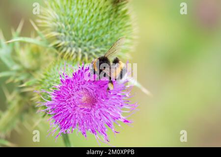 Hummelbiene sitzt auf einer wilden Distelblume. Selektiver Fokus einer schönen wilden Hummelbiene, die Pollen aus Cirsium vulgare saugt oder der Speerdistel auf der Stockfoto