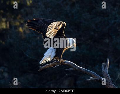 Weißkopfseeadler im Eleven Mile Canyon Colorado an einem kalten Wintermorgen Stockfoto