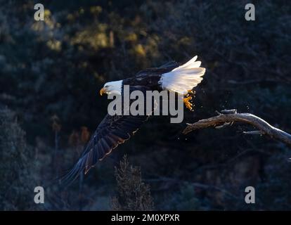 Weißkopfseeadler im Eleven Mile Canyon Colorado an einem kalten Wintermorgen Stockfoto