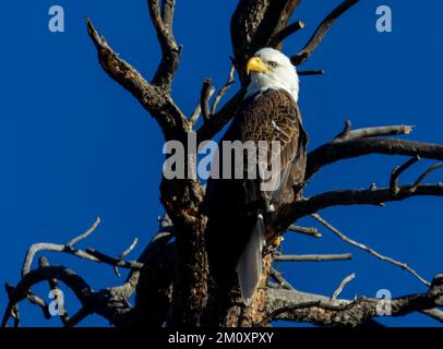 Weißkopfseeadler im Eleven Mile Canyon Colorado an einem kalten Wintermorgen Stockfoto