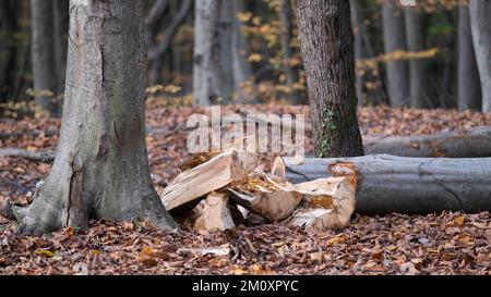 Bäume schneiden, Wintervorbereitungen im Wald, Stümpfe in Reihen, Bäume im Herbst schneiden, mit Platz und Beschriftungsbereich Stockfoto