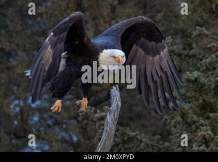 Weißkopfseeadler im Eleven Mile Canyon Colorado Stockfoto