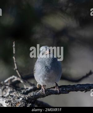 Der kleine junco mit dunklen Augen wehrt sich im Pike National Forest gegen den Winter in Colorado Stockfoto