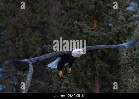 Weißkopfseeadler im Eleven Mile Canyon Colorado Stockfoto