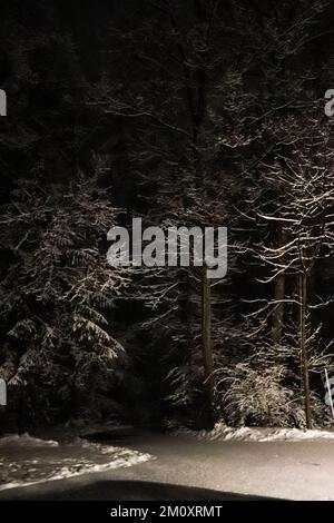 Schneebedeckte Bäume bei Nacht Stockfoto