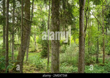 Ein bewirtschafteter Mischborealwald mit großen Hartholzbäumen im Sommer Lettland, Europa Stockfoto