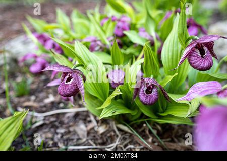 Cypripedium ist eine Gattung von 58 Arten und keine Art von hartnäckigen Orchideen; es ist eine von fünf Gattungen, die zusammen die Unterfamilie von Frauenschuhen bilden Stockfoto