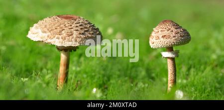 Der Sonnenschirmpilz (Macrolepiota procera) wächst im grünen Gras. Stockfoto