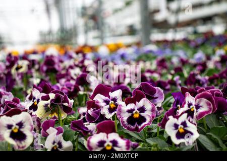 Purple Pansy blüht im Gewächshaus Stockfoto