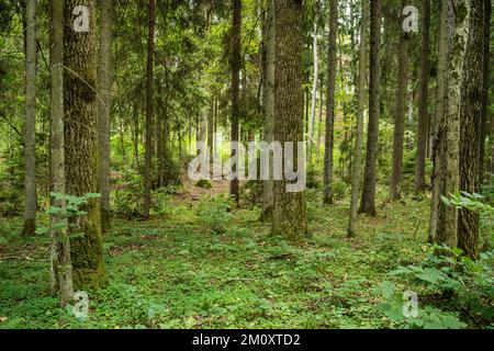 Ein bewirtschafteter Mischborealwald mit großen Hartholzbäumen im Sommer Lettland, Europa Stockfoto