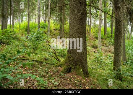 Ein bewirtschafteter Mischborealwald mit großen Hartholzbäumen im Sommer Lettland, Europa Stockfoto